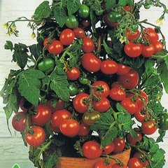Насіння томату (помідора) Мінібел (кімнатний) F1, 0,1 г