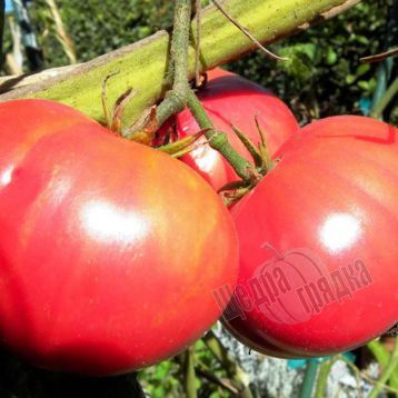 Насіння томату (помідора) Фламінго F1
