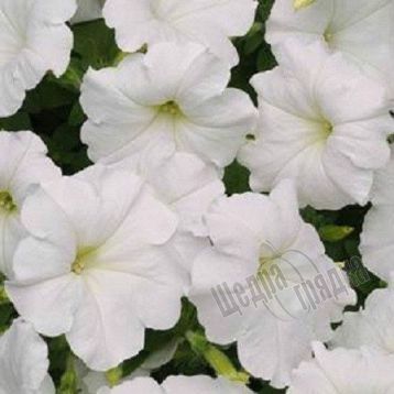 Насіння квітів петунії ампельної Ізі Вейв F1, 50 шт (драже), білий