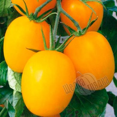 Семена томата (помидора) Де Барао желтый