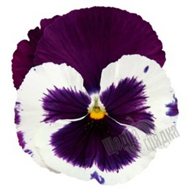 Семена цветов виолы виттроки Инспаер Делюкс F1, 100 шт, белый с фиолетовым крылом