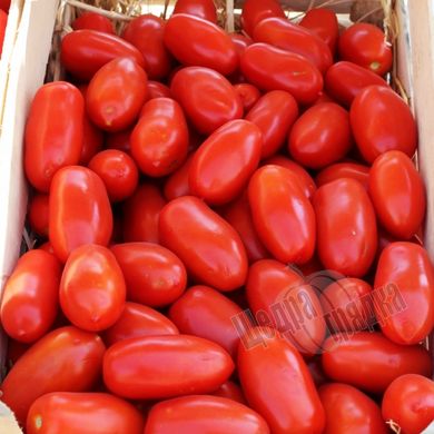 Насіння томату (помідора) Реактор F1