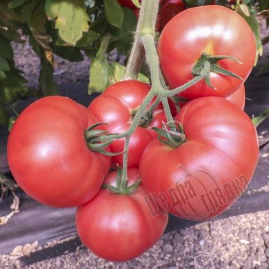 Насіння томату (помідора) Фламінго F1