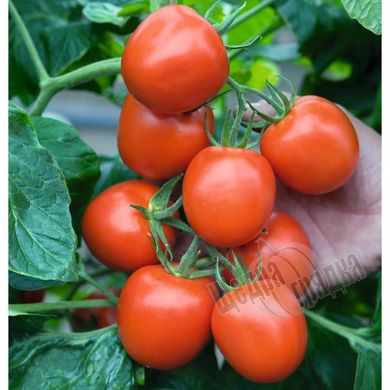Насіння томату (помідора) Річі F1