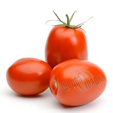 Насіння томату (помідора) Реактор F1