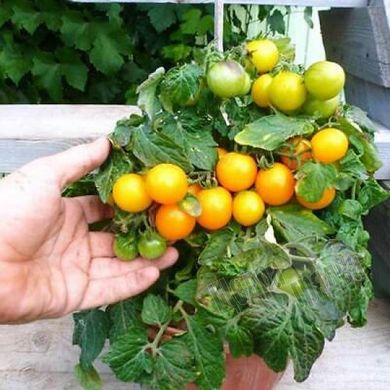Насіння томату (помідора) Балконі Єлоу, 10 шт