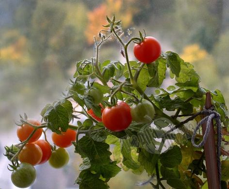 Семена томата (помидора) Минибел (комнатный) F1, 0,1 г