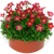 Насіння квітів саксифраги (ломикамінь)