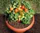 Семена томата (помидора) Минибел (комнатный) F1, 0,1 г
