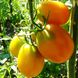 Насіння томату (помідора) Де Барао жовтий