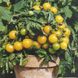 Семена томата (помидора) Балкони Еллоу, 10 шт