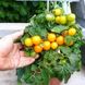 Насіння томату (помідора) Балконі Єлоу, 10 шт