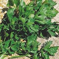 Семена сельдерея листового Вестленд F1