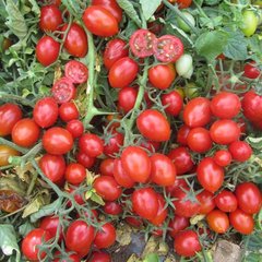 Насіння томату (помідора) Фрассіно