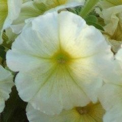 Семена цветов петунии мультифлоры Мираж F1, 20 шт (драже), желтый