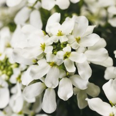 Насіння квітів іберису вічнозеленого Таху, 100 шт, білий