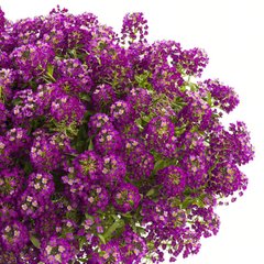Насіння квітів алісуму Пурпурного