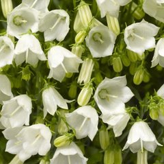 Семена цветов колокольчика Свингинг Бэллс, 100 шт, белый