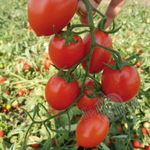 Насіння томату (помідора) Фрассіно