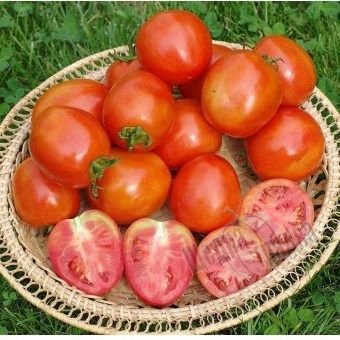 Семена томата (помидора) UG B169 F1