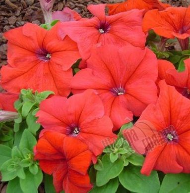 Насіння квітів петунії грандіфлори Лімбо F1, 1000 шт (драже), червоний