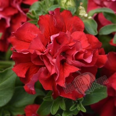 Семена цветов петунии грандифлоры Валентайн F1, 500 шт. (драже), красный