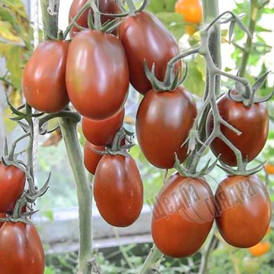 Насіння томату (помідора) Де Барао чорний