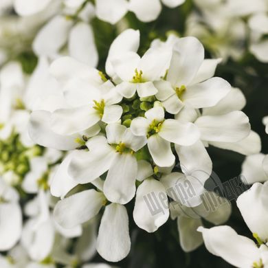 Насіння квітів іберису вічнозеленого Таху, 100 шт, білий