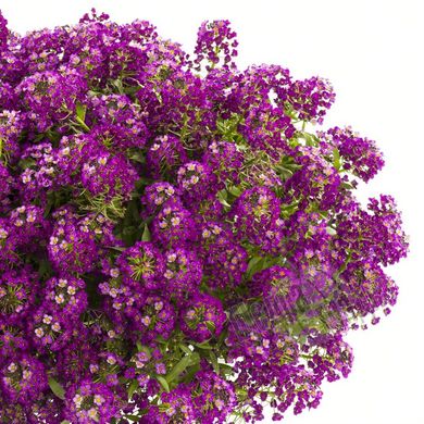 Насіння квітів алісуму Пурпурного