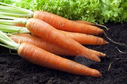 Насіння моркви Дитяча