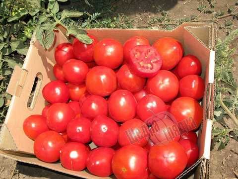 Семена томата (помидора) UG B169 F1
