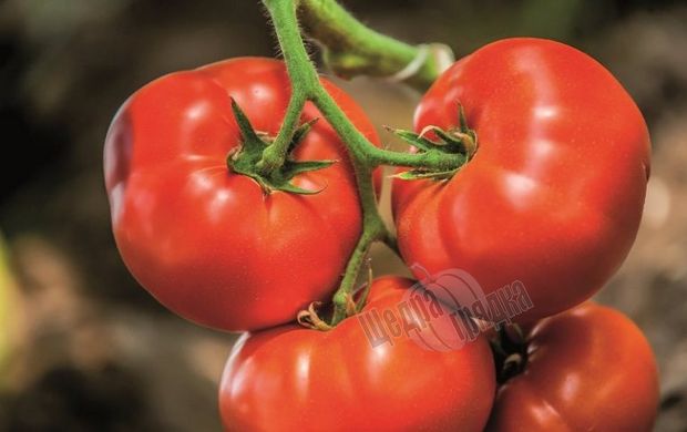 Насіння томату (помідора) Біг Біф F1