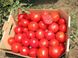 Насіння томату (помідора) UG B169 F1