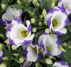 Насіння квітів еустоми Сапфір F1, 100 шт, біло-синій
