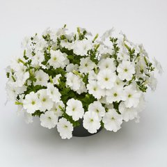 Насіння квітів петунії грандіфлори Саксесс F1 360, 500 шт (драже), білий