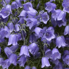 Семена цветов колокольчика Свингинг Бэллс, 100 шт, синий