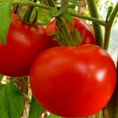 Насіння томату (помідора) Джина (Смачний), 0,2 г