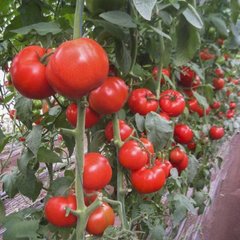 Семена томата (помидора) Дунай К 20.48 F1