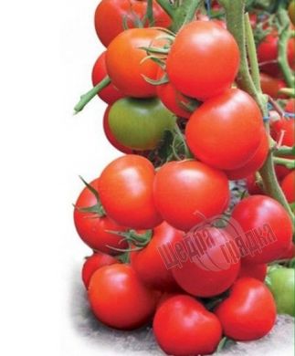 Насіння томату (помідора) Дунай К 20.48 F1