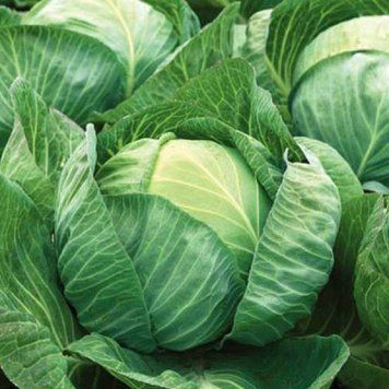 Насіння білокачанної капусти Джинтама F1, 20 шт