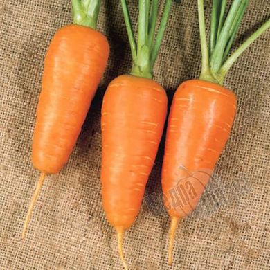 Семена моркови Болтекс, 3 г