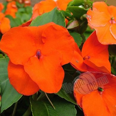 Насіння квітів бальзаміну Баланс F1, 100 шт, помаранчевий