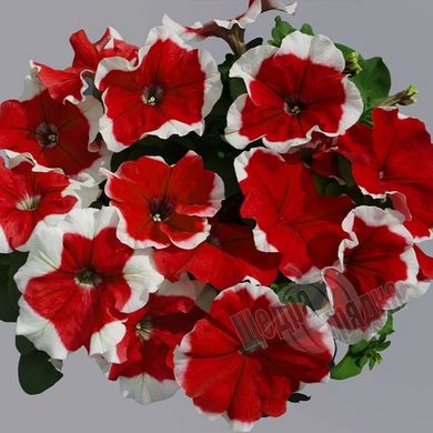 Насіння квітів петунії грандіфлори Лімбо F1, 1000 шт (драже), червоний пікоті