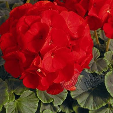 Насіння квітів пеларгонії садової Буллз Ай F1, 100 шт, скарлет
