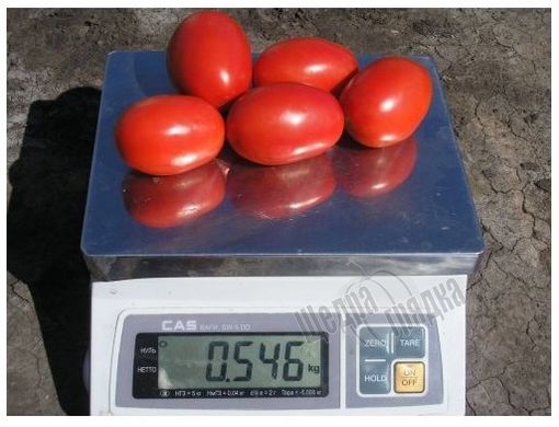 Насіння томату (помідора) Діно F1