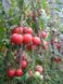 Насіння томату (помідора) Касаморі F1