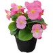 Насіння квітів бегонії вічноквітучої Super Cool F1, 1000 шт (драже), pink