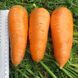 Насіння моркви Болтекс