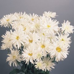 Семена цветов ромашки махровой Крейзи Дейзи, 300 шт., белый