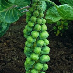 Семена брюссельской капусты Абакус F1, 10 шт